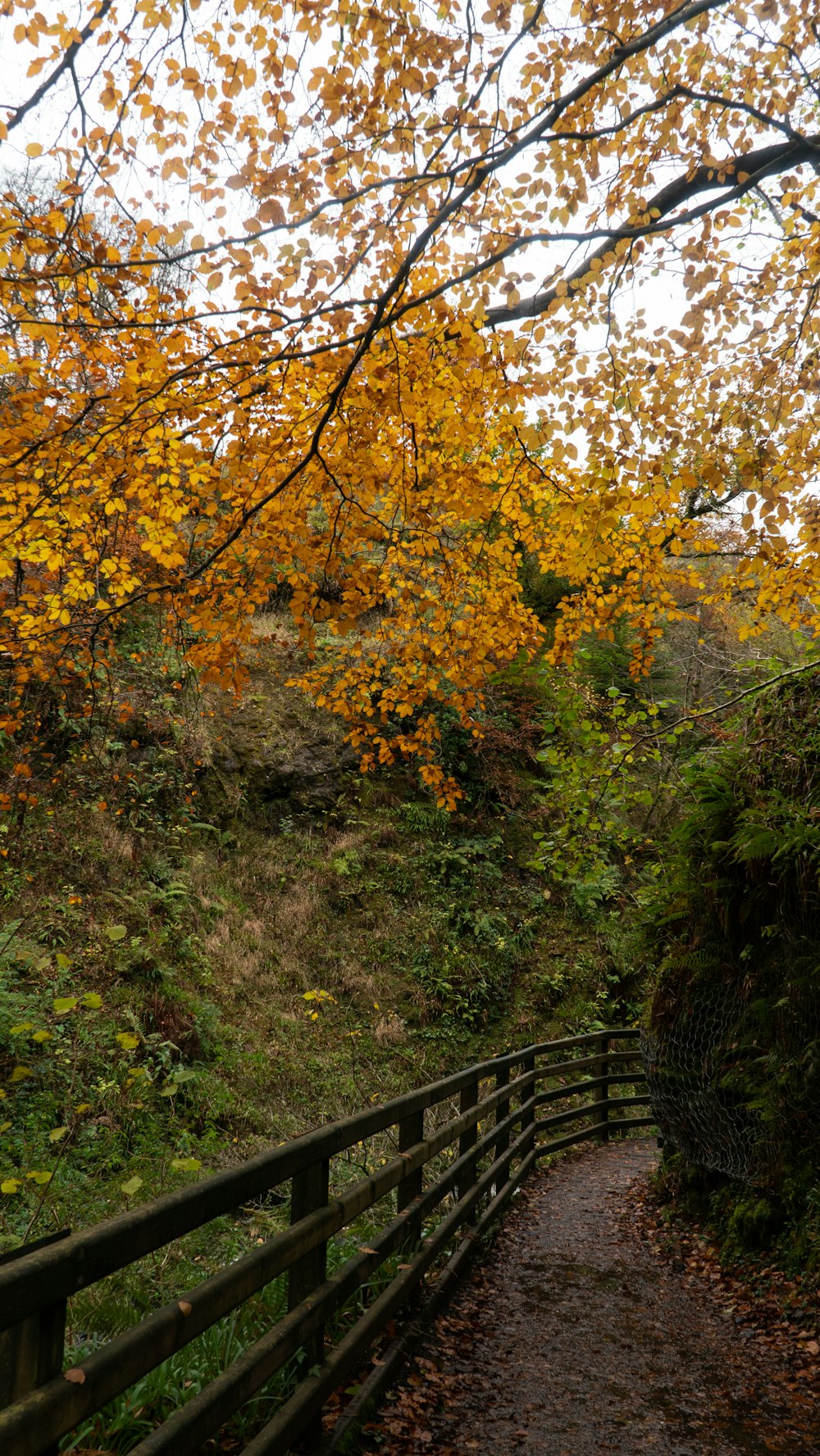 brown and green trees during daytime