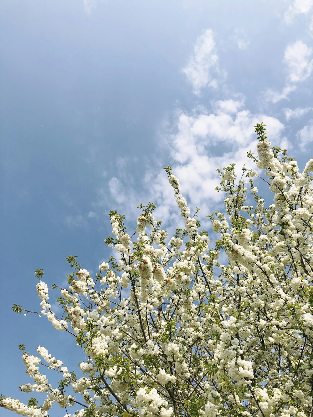昼間の青空の下に白い花の写真 Unsplashで見つけるロンドンの無料写真
