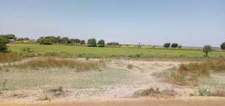 green grass field under blue sky during daytime