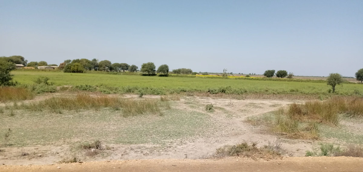 Open green land under a blue sky