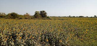 yellow flower field during daytime