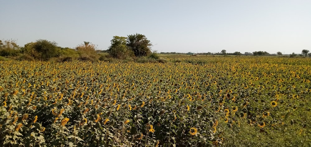 campo de flores amarillas durante el día