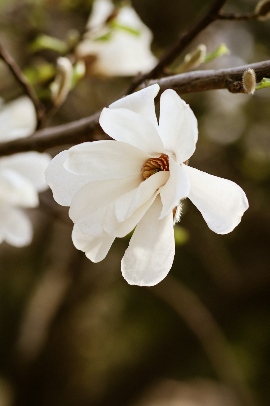 white flower in tilt shift lens