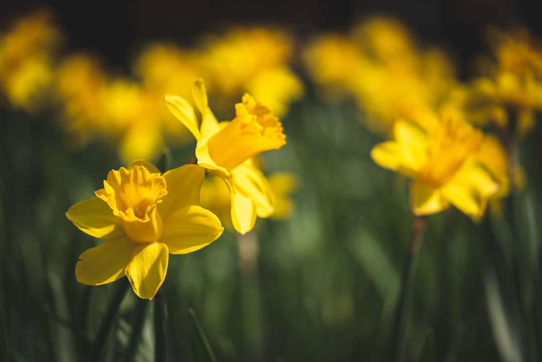 yellow daffodils in bloom during daytime