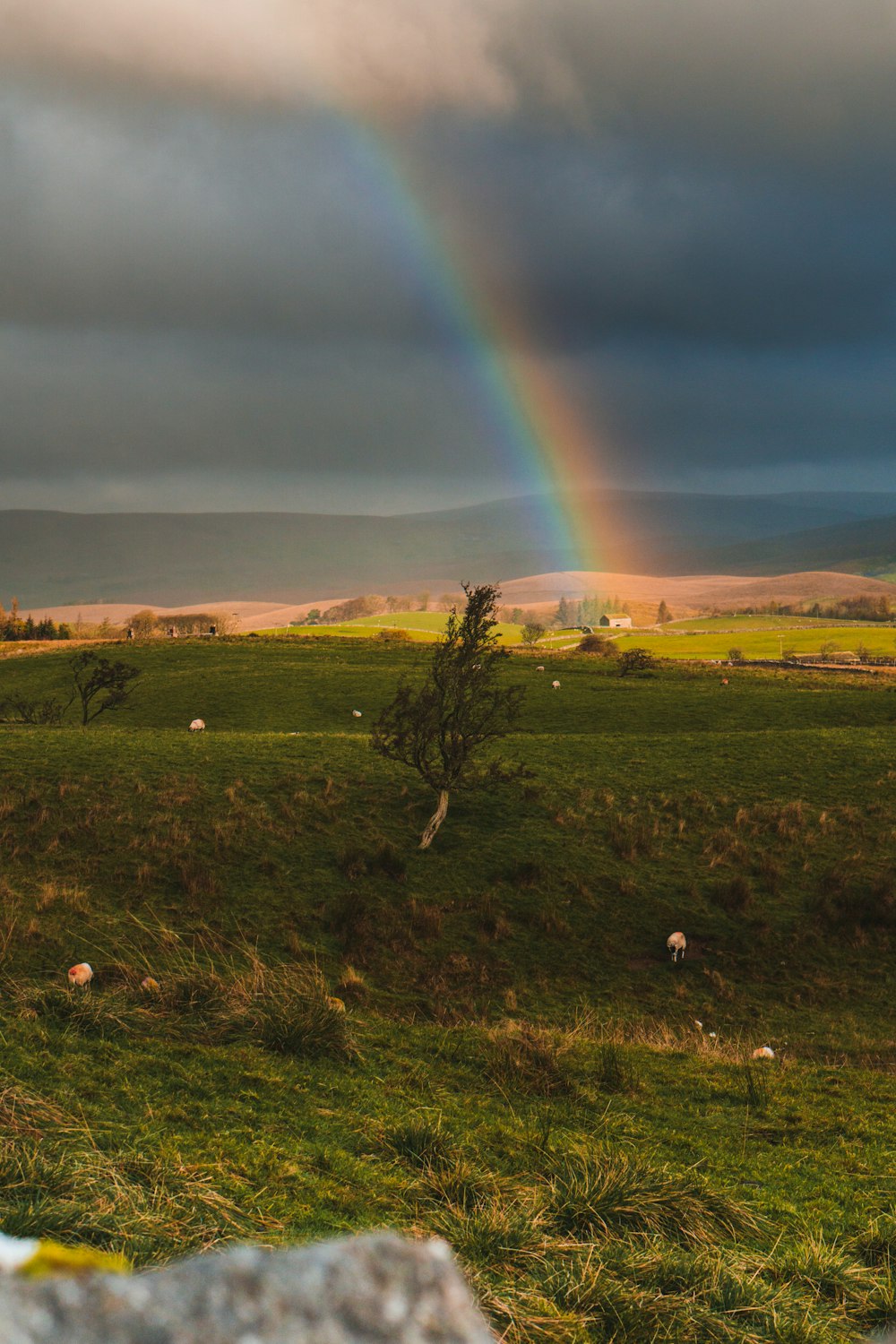 green grass field under rainbow