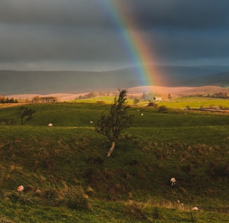 green grass field under rainbow