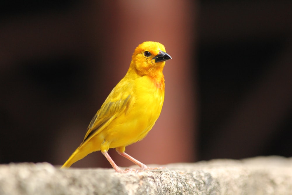 gelber und schwarzer Vogel auf grauem Felsen