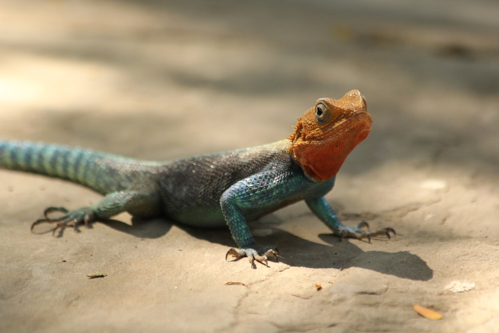 blue and brown lizard on brown sand during daytime