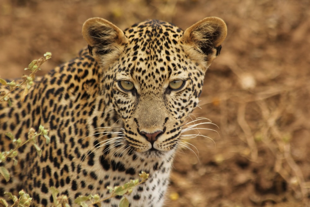 leopard on brown grass during daytime