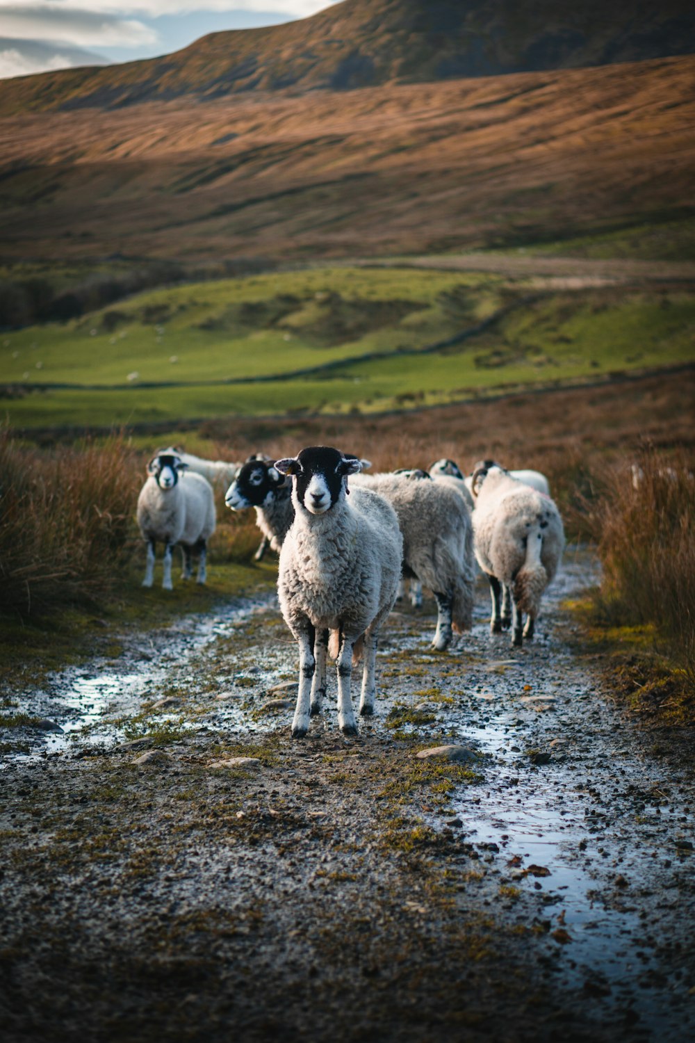 herd of sheep on green grass field during daytime