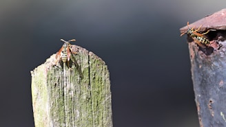 Two wasps are perched on different surfaces, one on a wooden post with a weathered green texture and the other on a rusty metal surface. The background is a blurred dark gray, adding contrast to the insects and their environments.