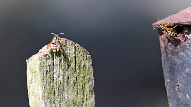 Two wasps are perched on different surfaces, one on a wooden post with a weathered green texture and the other on a rusty metal surface. The background is a blurred dark gray, adding contrast to the insects and their environments.
