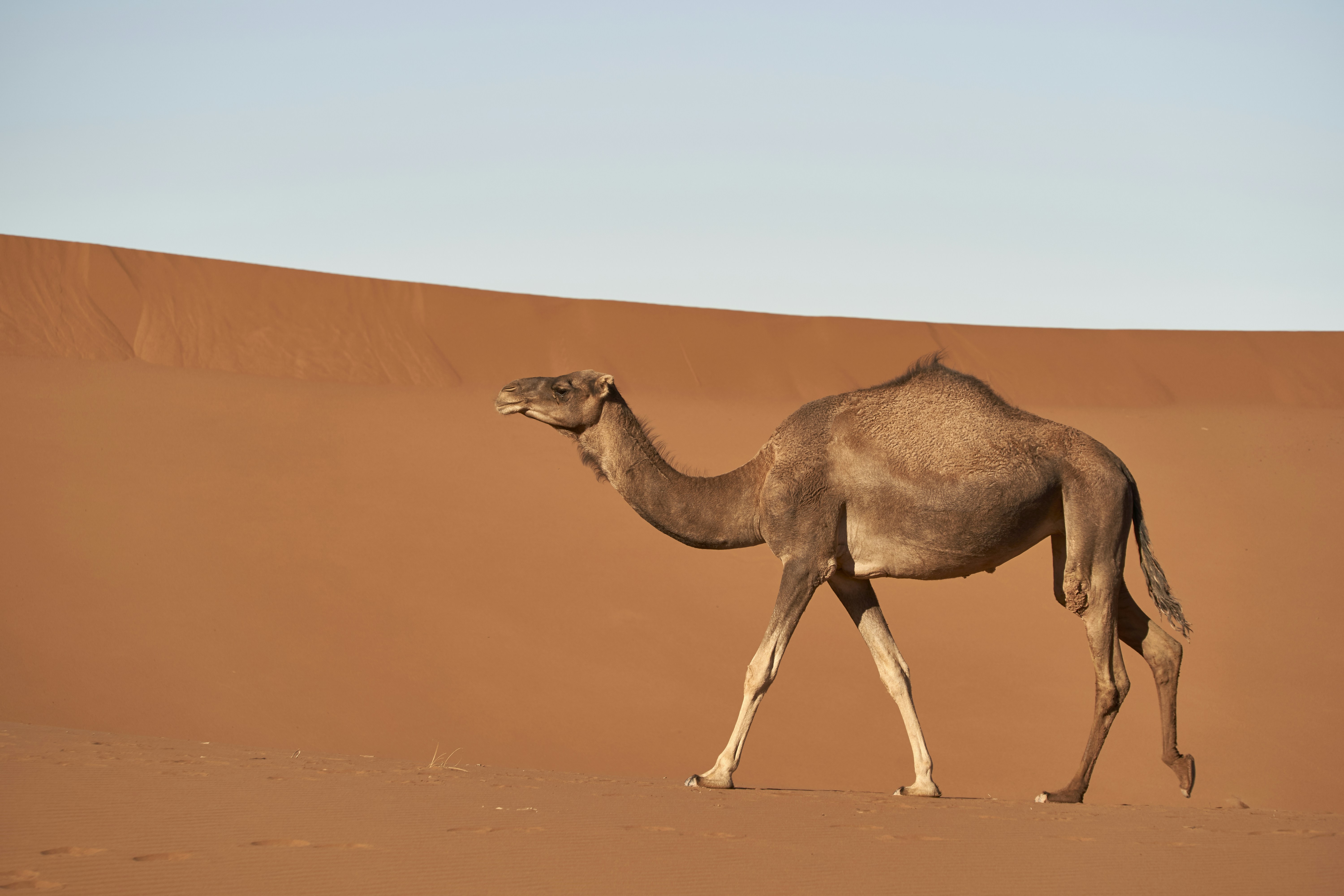 Photo by wolfgang_hasselmann