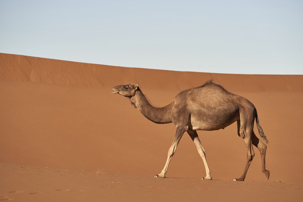 brown camel on desert during daytime