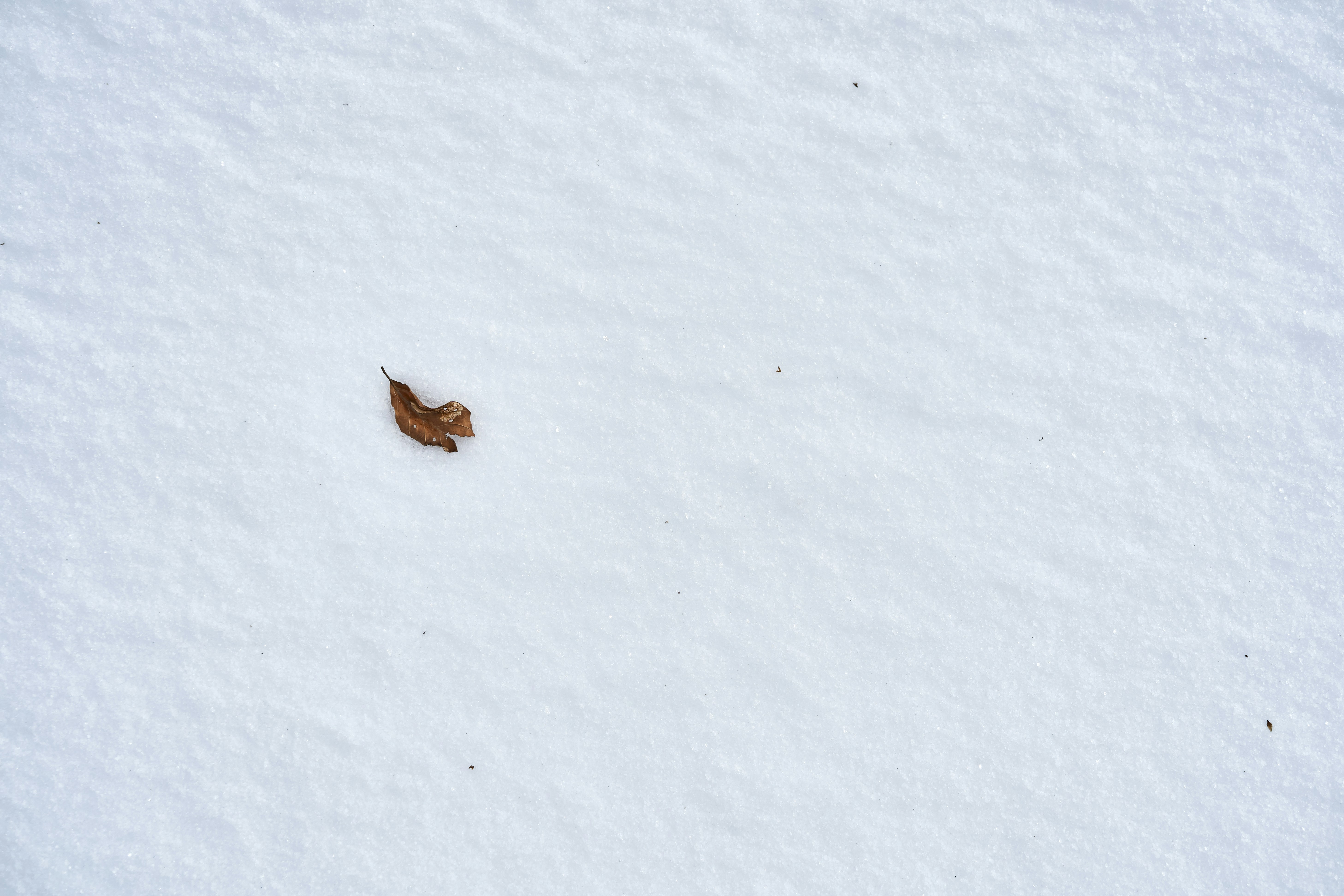 Photo by wolfgang_hasselmann