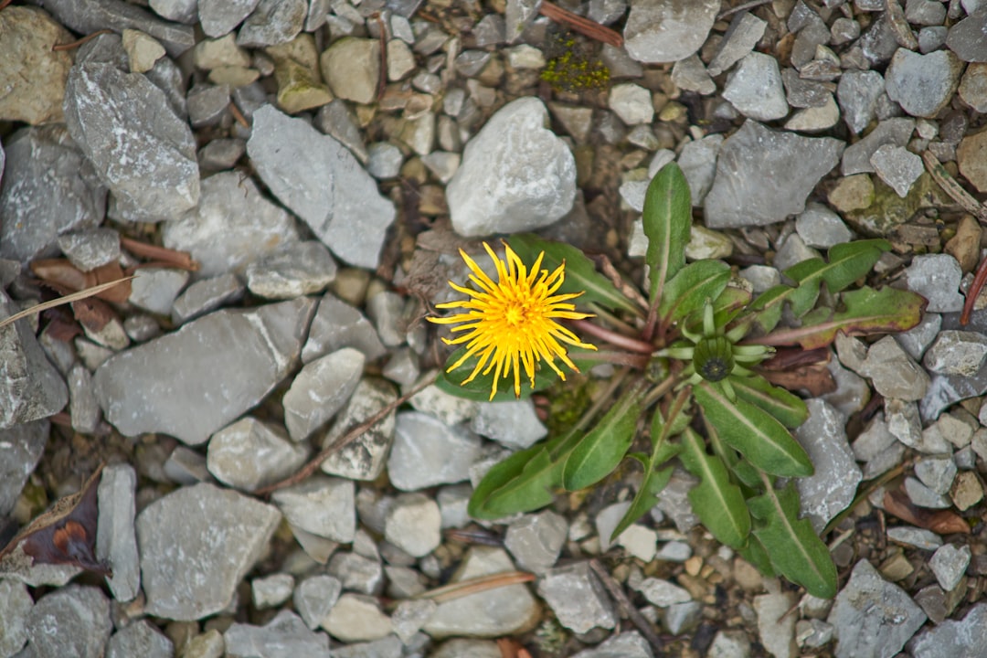 yellow and green flower on gray stones