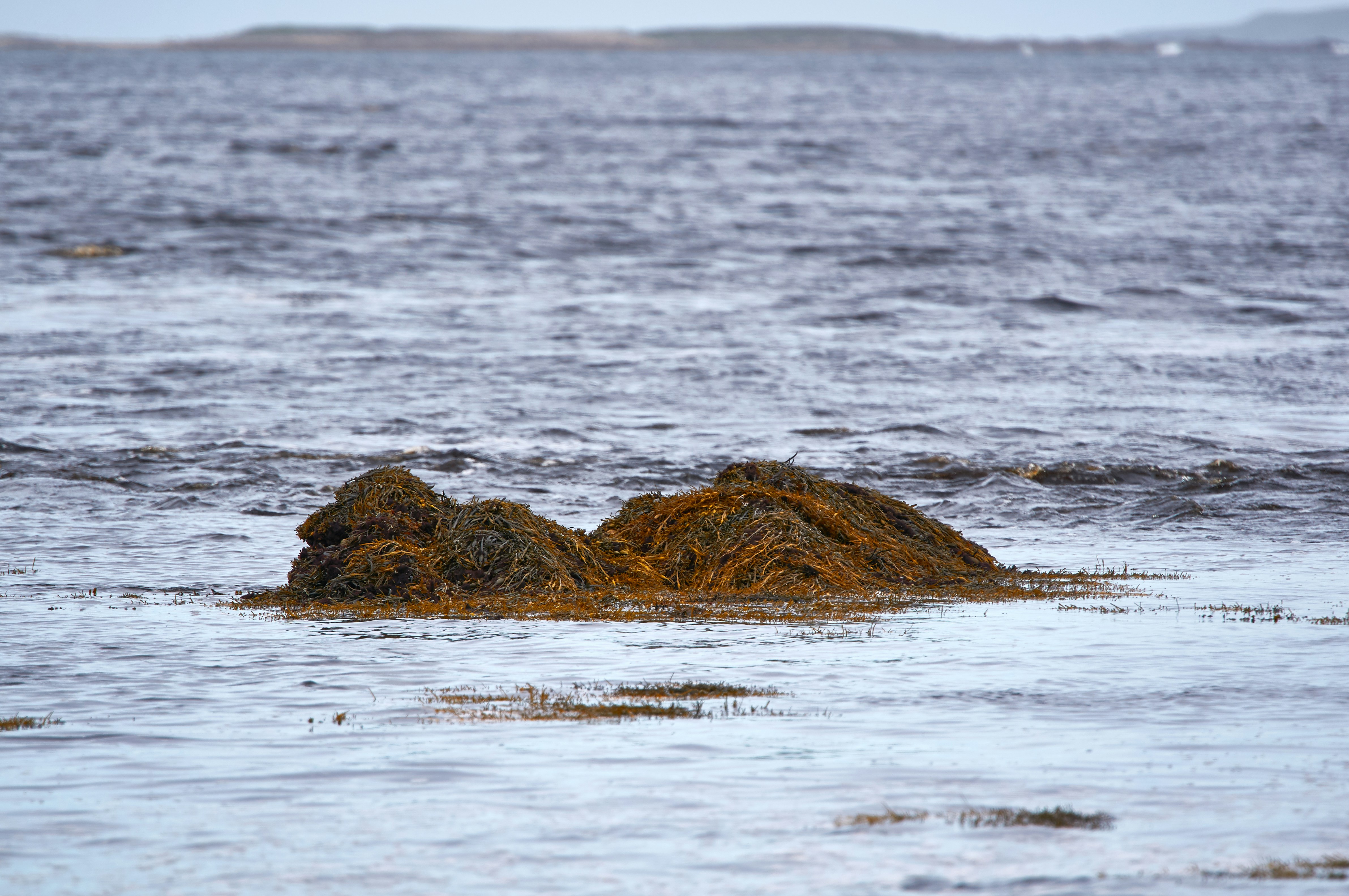 Photo by wolfgang_hasselmann