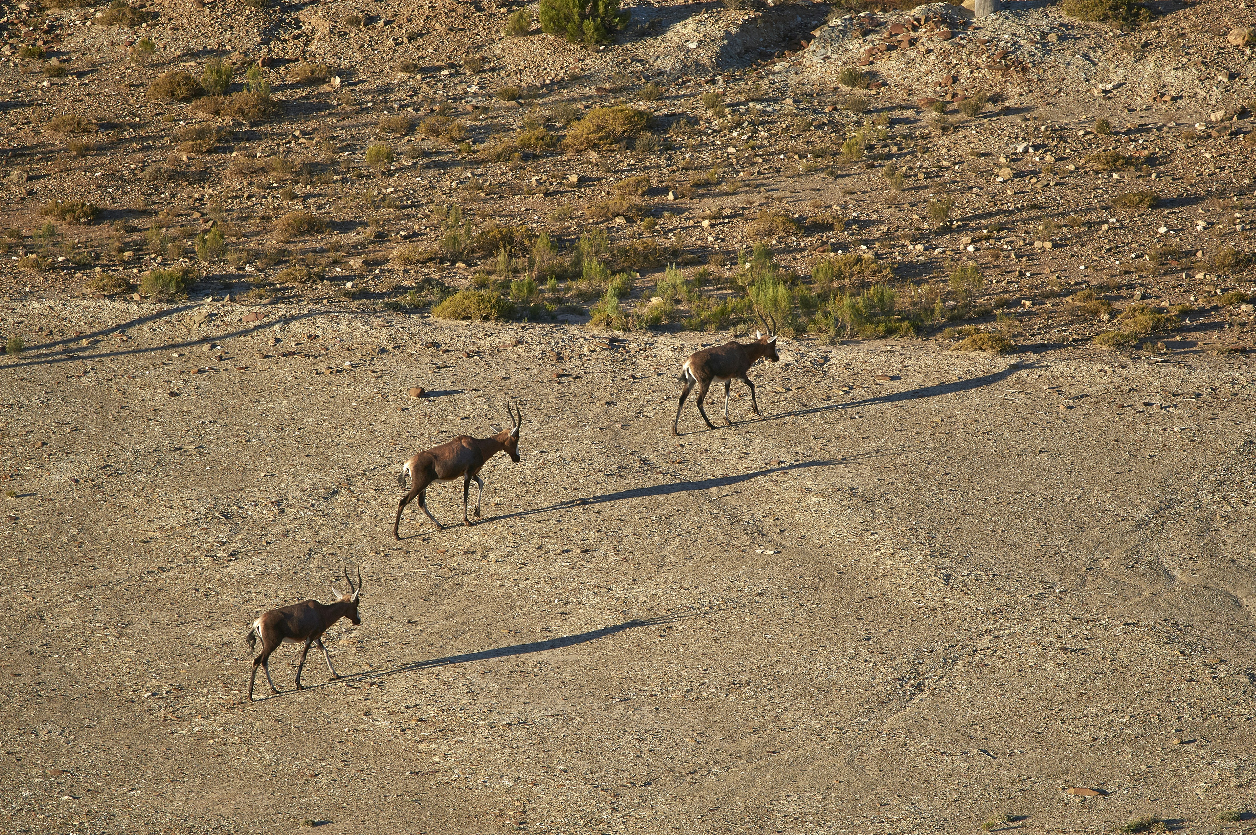 Photo by wolfgang_hasselmann