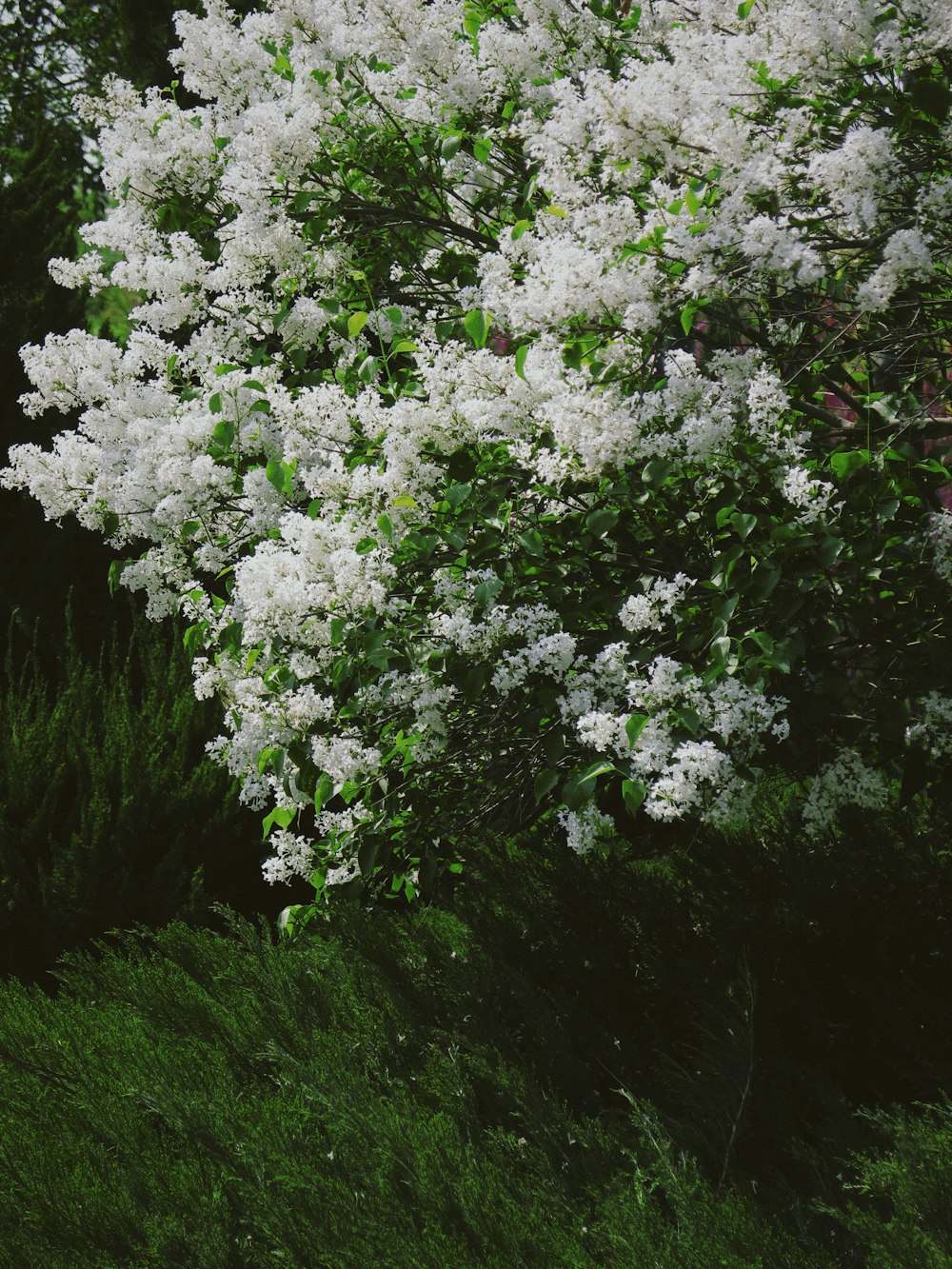녹색 잎이 달린 흰 꽃