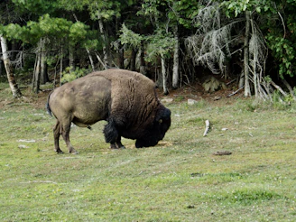 A close-up of a majestic European bison grazing peacefully in the dense forest of Polesie.