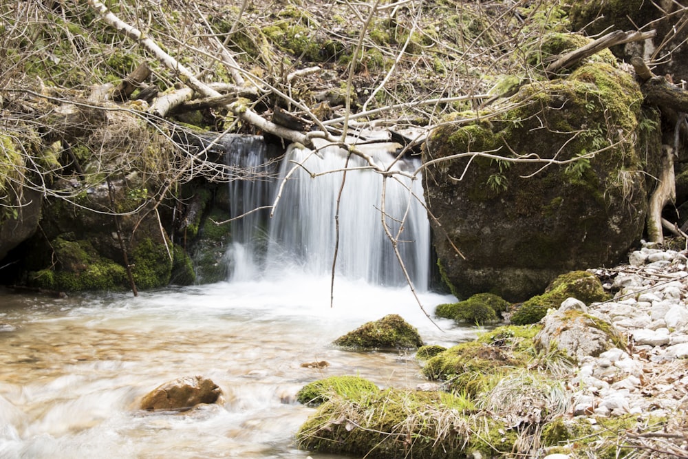 brown tree trunk near water falls