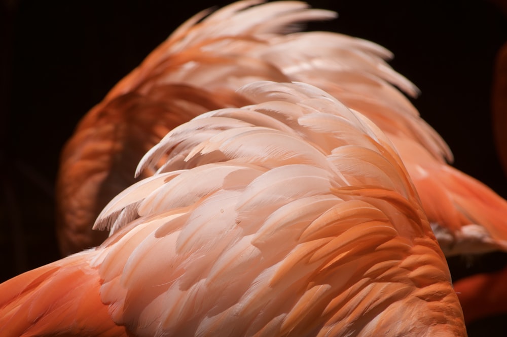 pink and white feather in close up photography