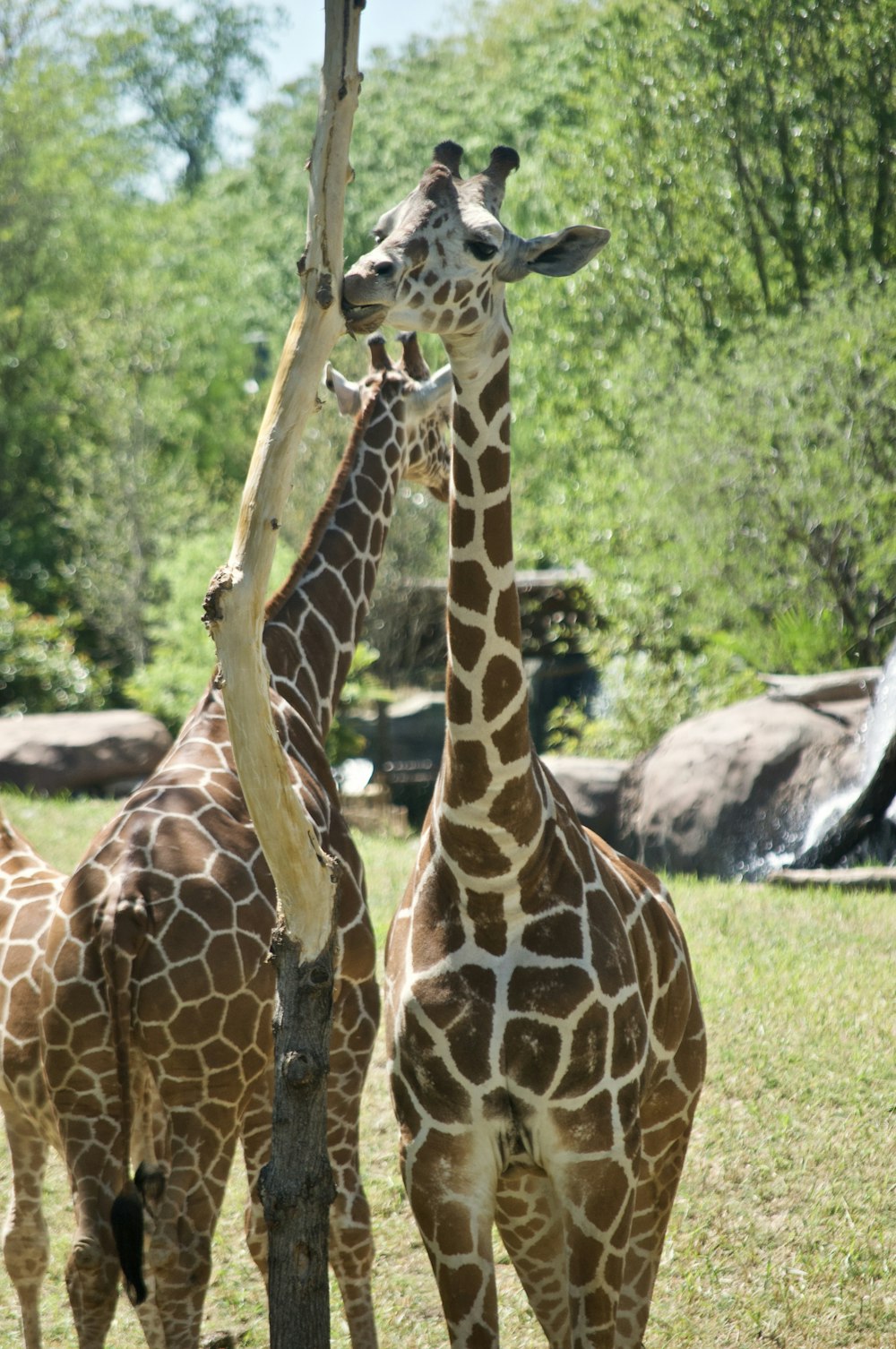 brown and white giraffe on green grass field during daytime