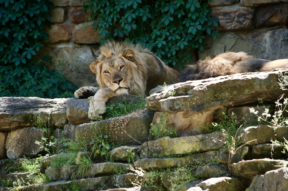 lion lying on rock during daytime