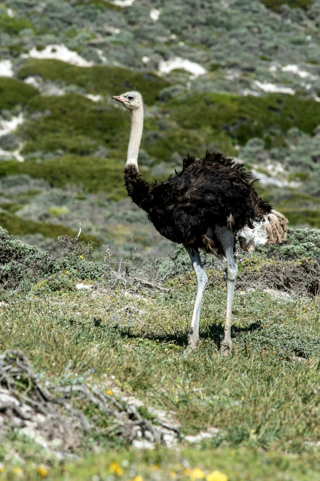 ostrich