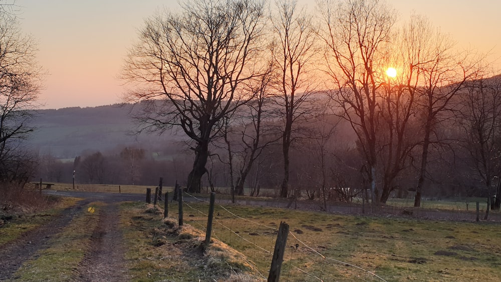 leafless trees on green grass field during sunset