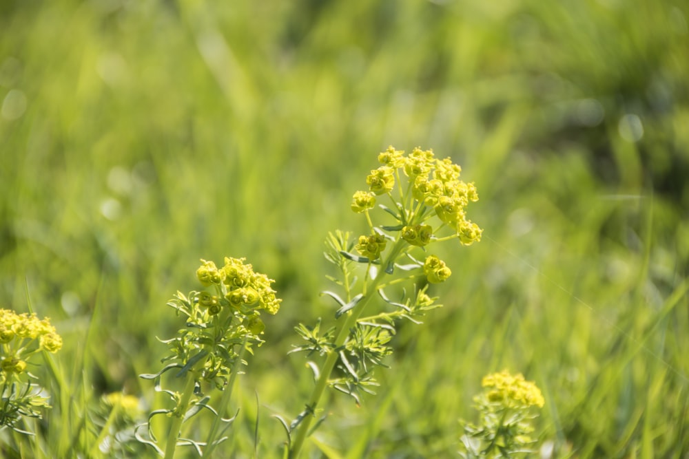 yellow flower in tilt shift lens