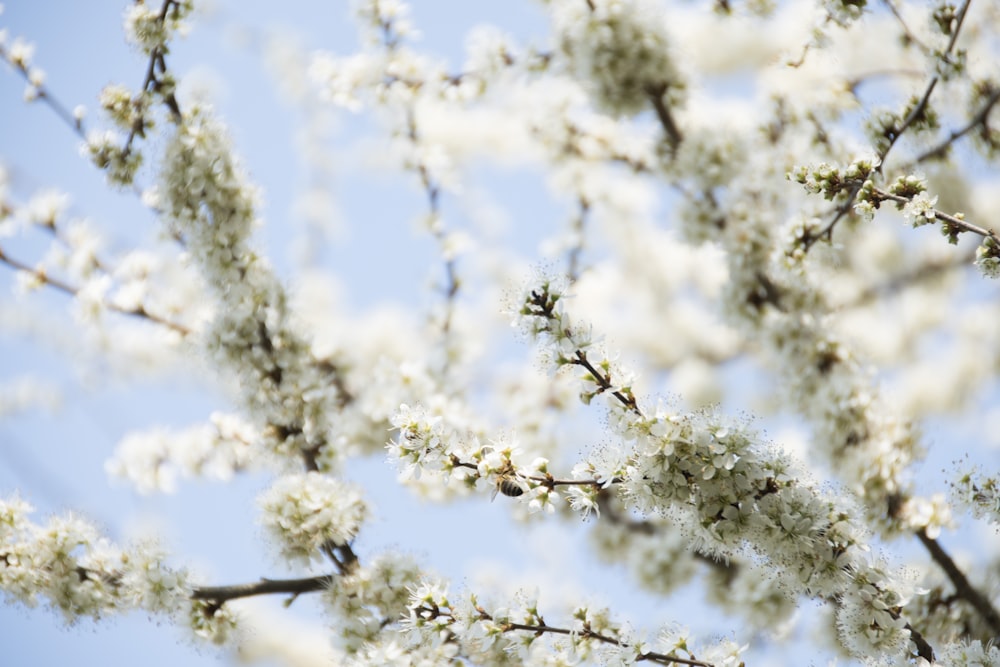 fleurs blanches sur la branche de l’arbre pendant la journée