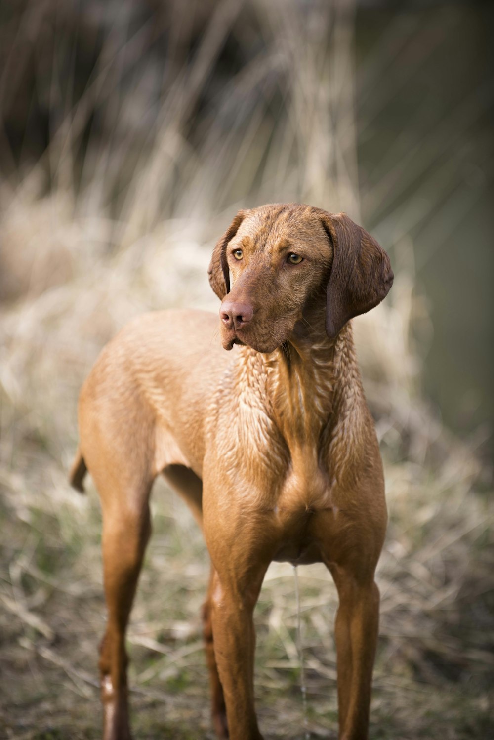 Chien brun à poil court sur un champ d’herbe verte pendant la journée