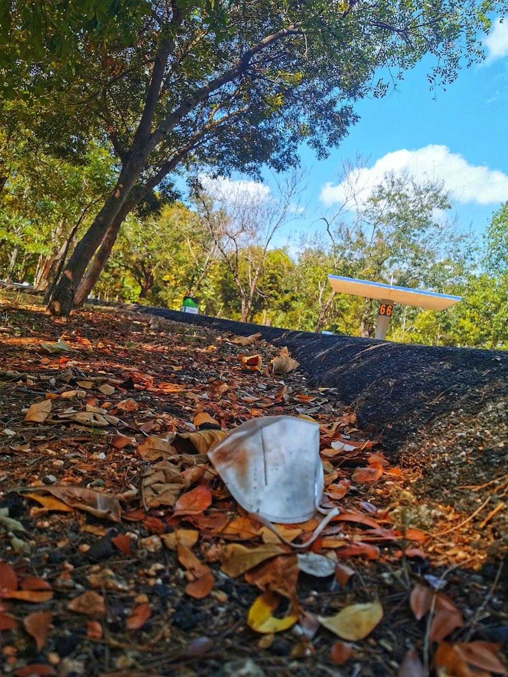 brown and white tree trunk on brown dried leaves