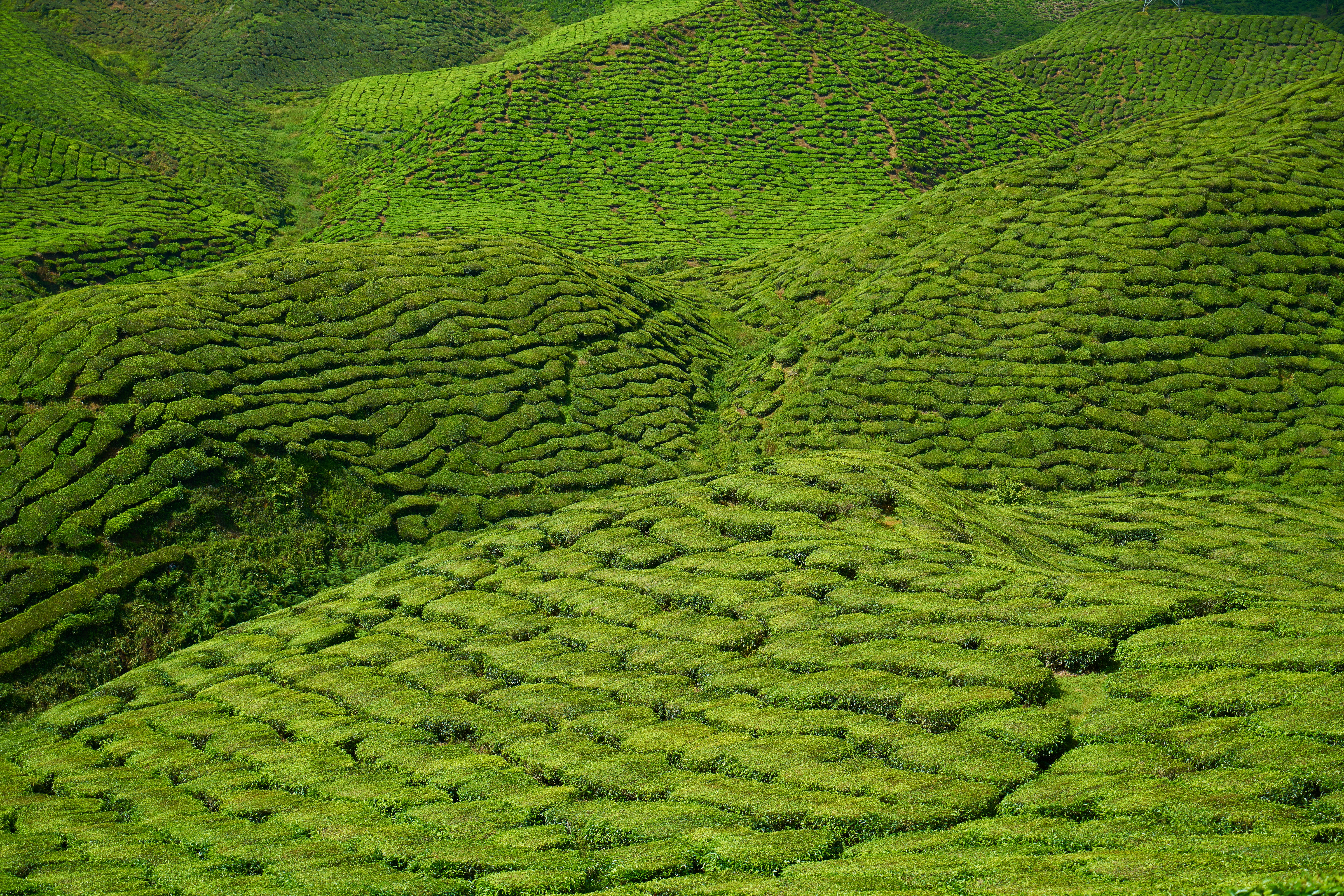 Gaharu tea valley malaysia