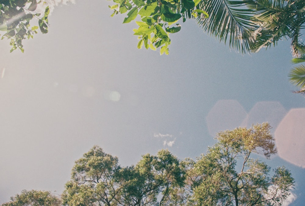 green tree under white sky during daytime