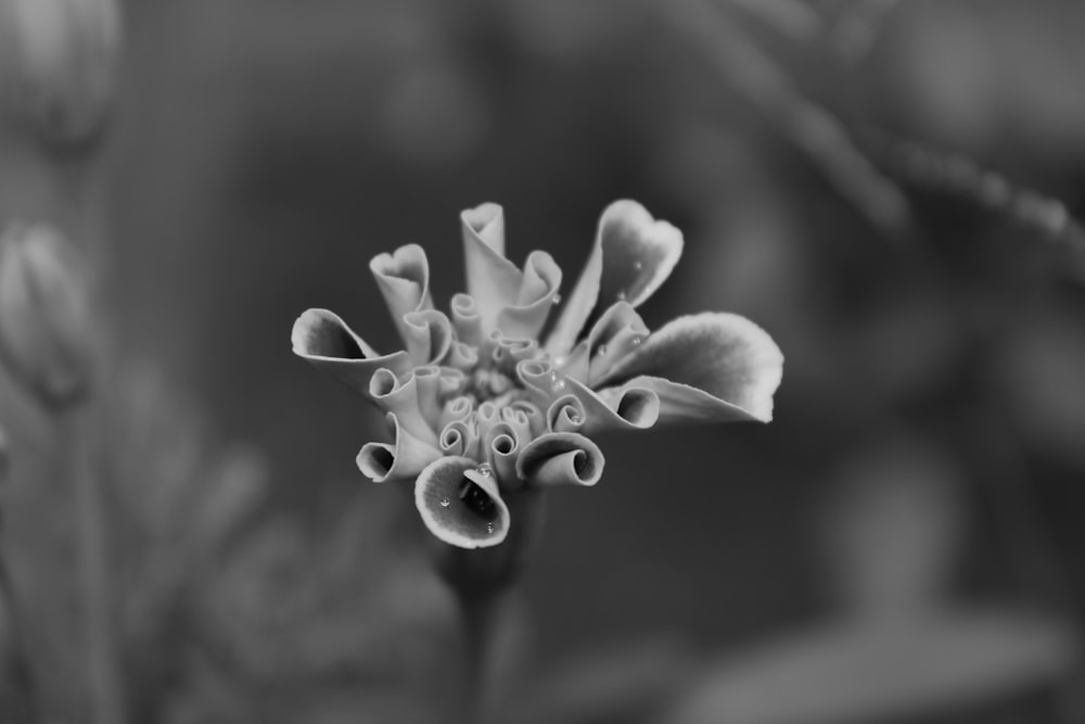 grayscale photo of flower bud