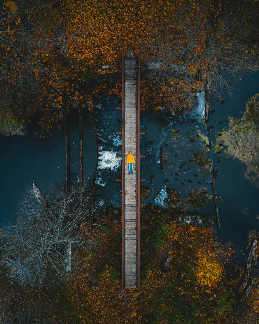 aerial view of trees and road