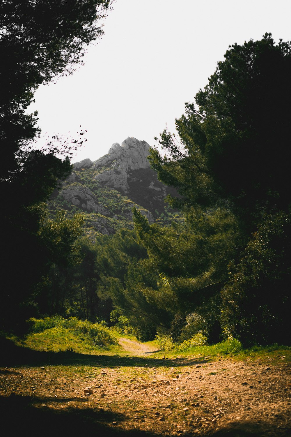 green trees on mountain during daytime