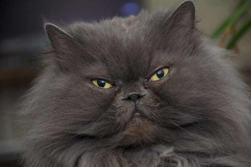 gray cat lying on blue textile