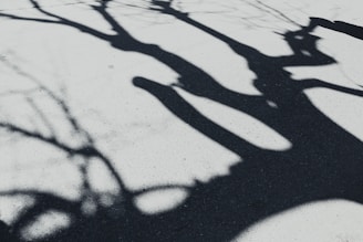 Abstract shadows cast by bare branches on a charcoal-colored wall.