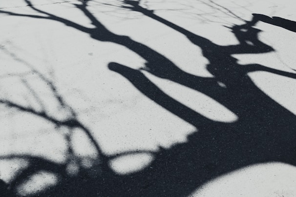 Abstract shadows cast by bare branches on a charcoal-colored wall.