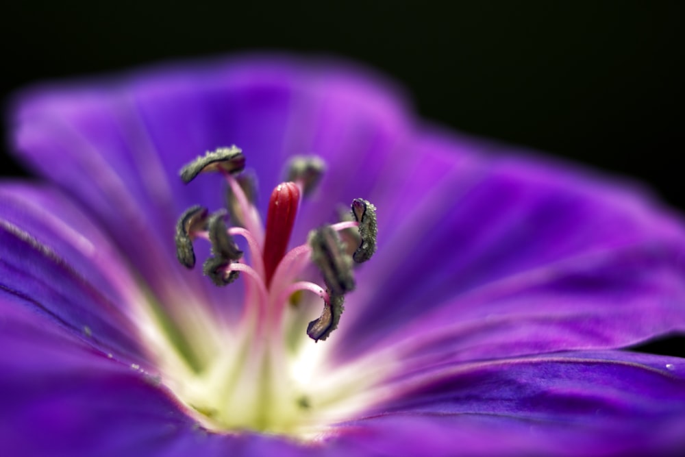 purple flower in macro shot