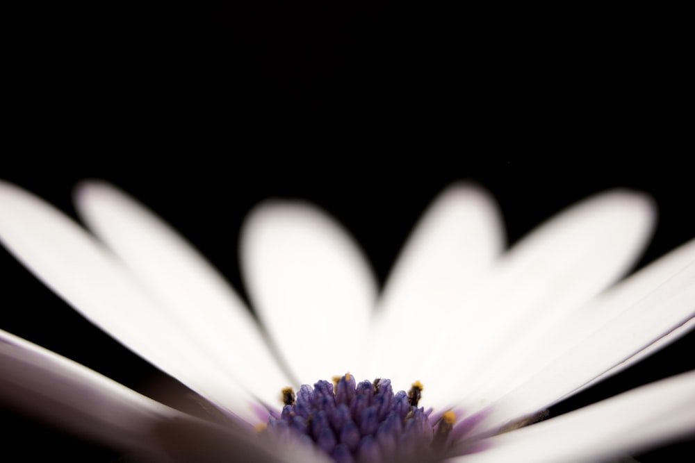 white and purple flower in black background