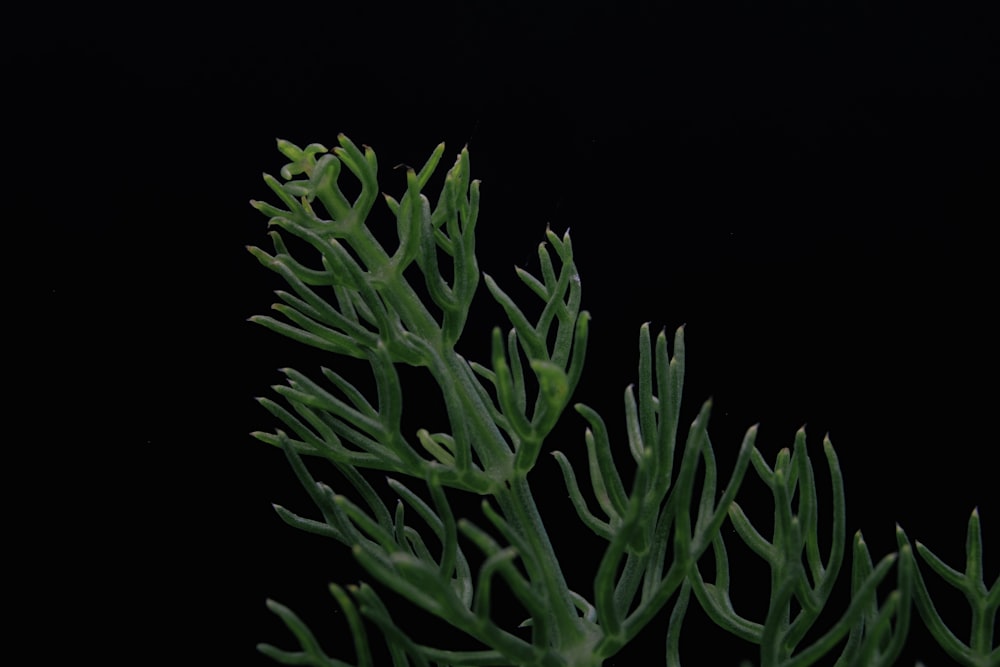 green plant in black background