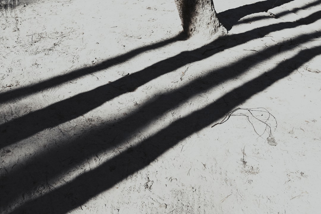 shadow of tree on white sand during daytime