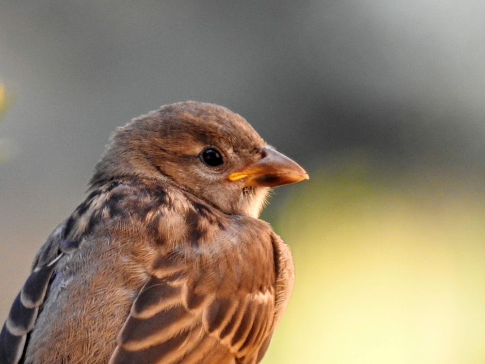 brown and gray bird in close up photography