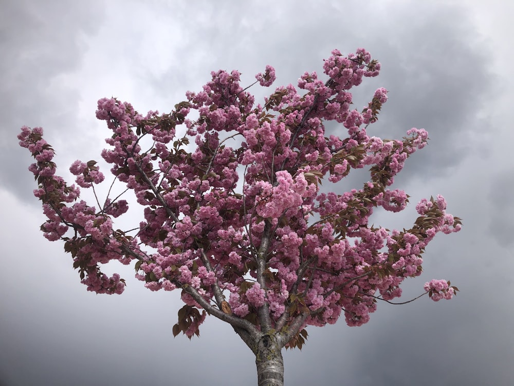 albero di fiori rosa sotto nuvole bianche durante il giorno