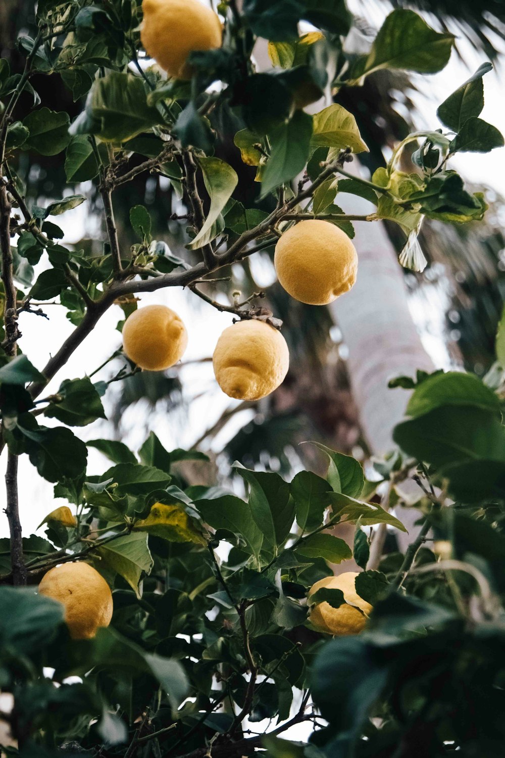 yellow lemon fruit on tree