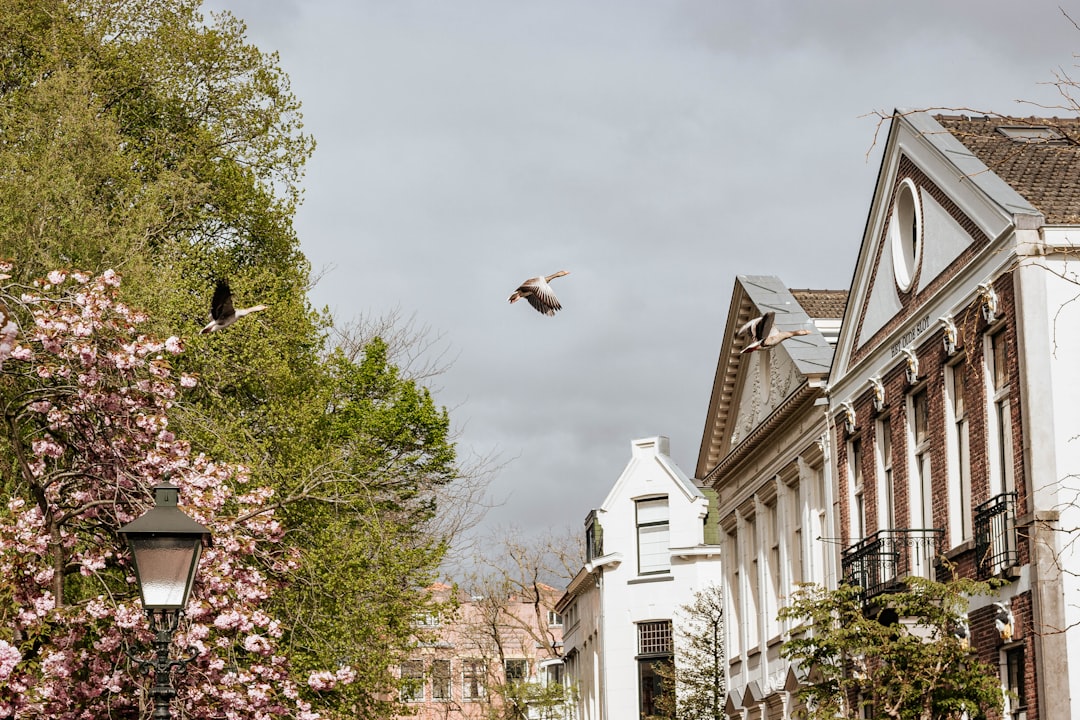 white and brown bird flying over the green trees during daytime